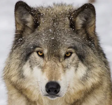 产品负责人肖像